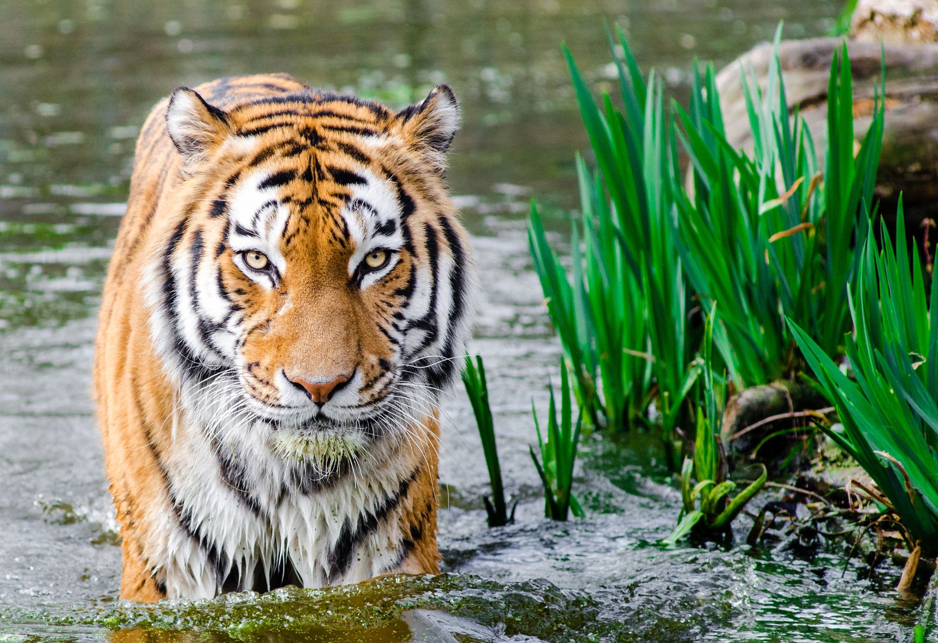 Bandhavgarh wildlife reserve