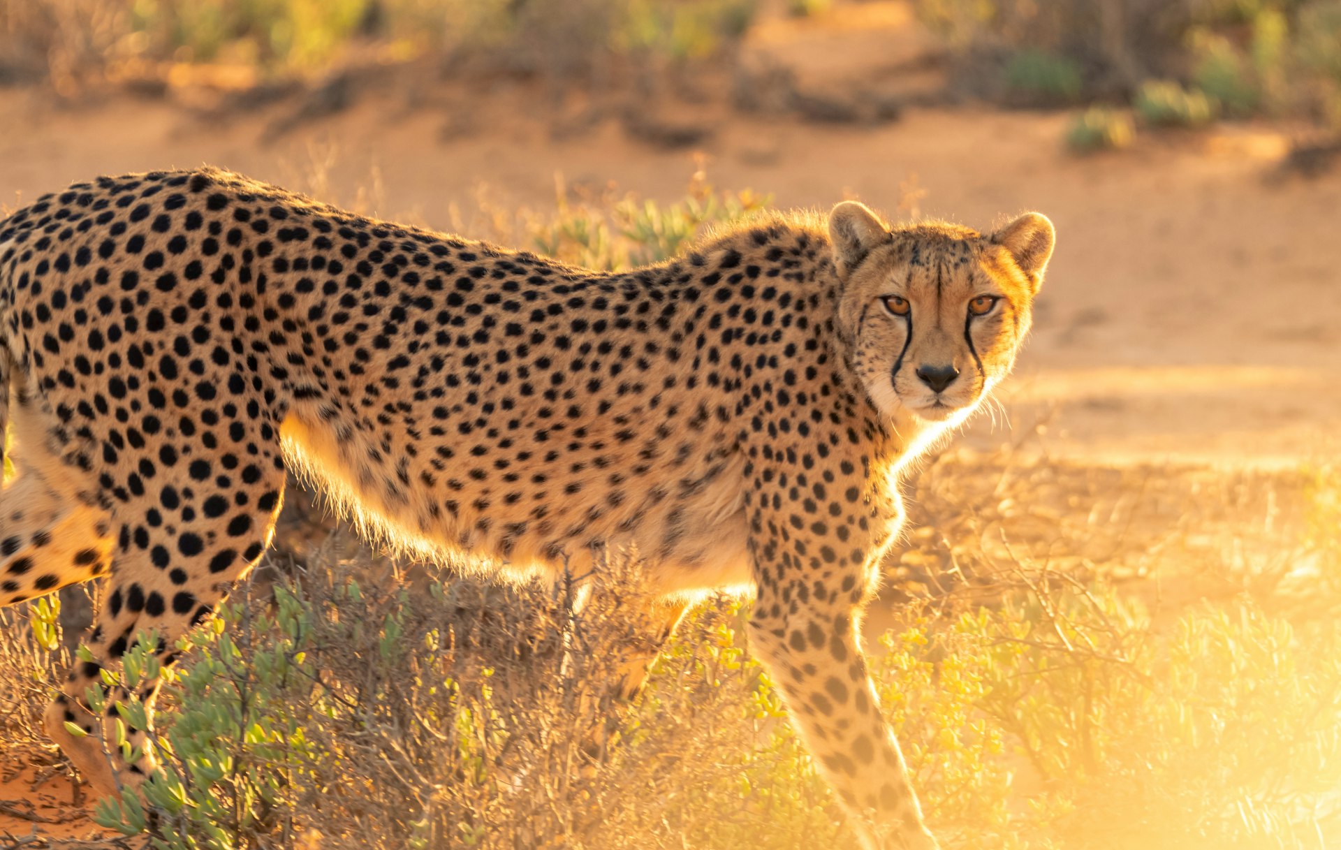 Jhalana wildlife reserve