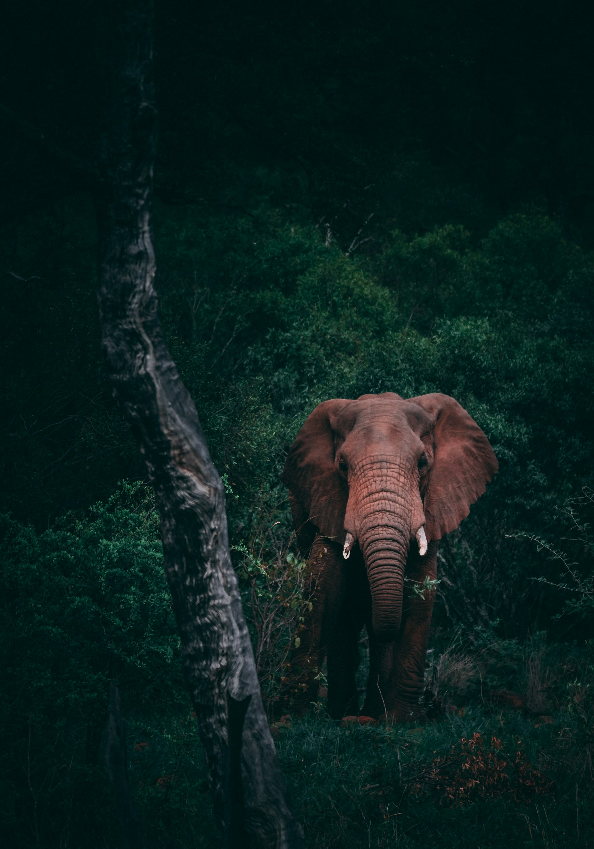 Sariska wildlife reserve